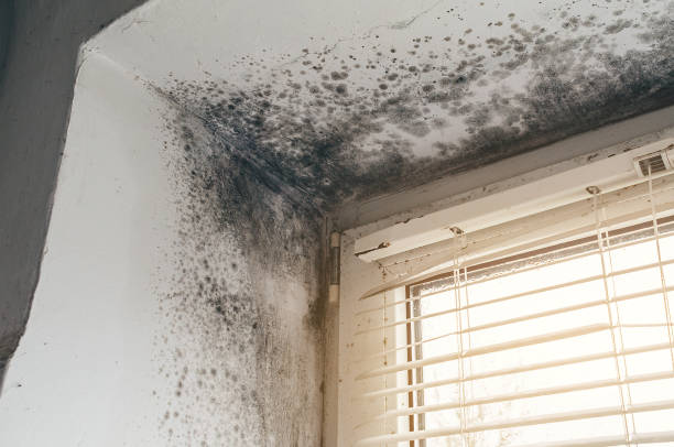 Affordable Black Mold Remediation solutions in Saint Inigoes, MD